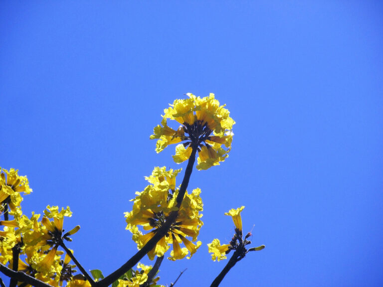 Araguaney en flor